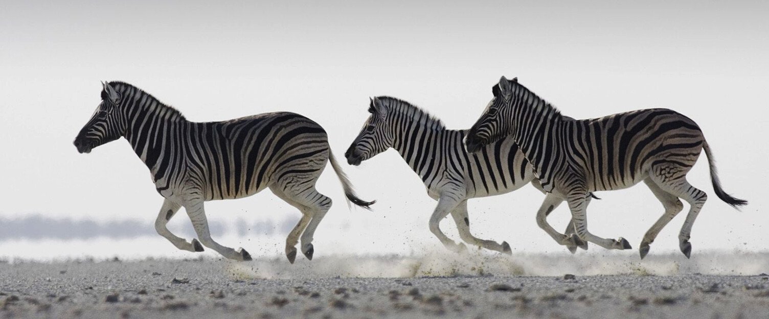 Galloping Zebras Wallpaper AJ Wallpaper