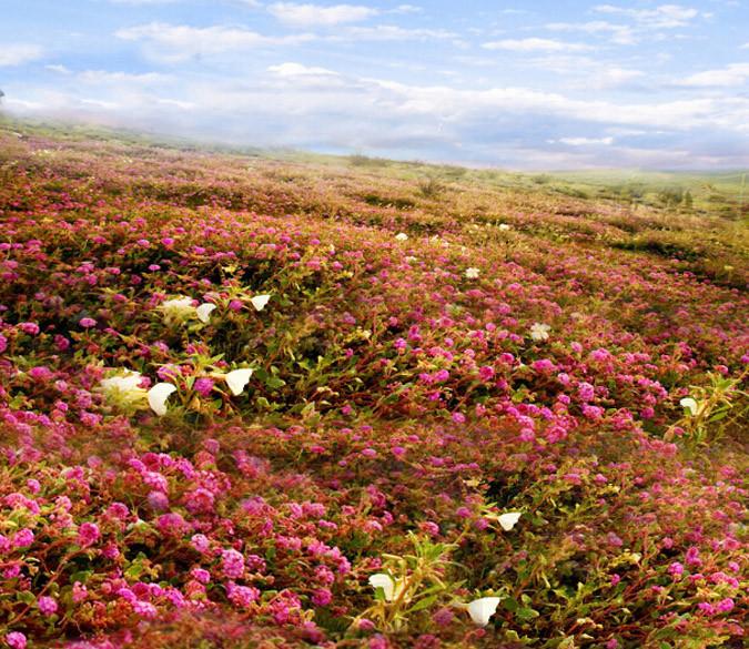 Mountain Wildflowers Wallpaper AJ Wallpaper