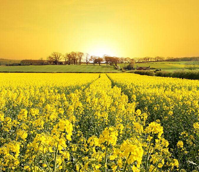 Rape Flower Field Wallpaper AJ Wallpaper