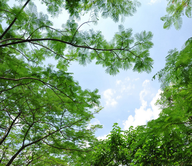 Fresh Green Trees Wallpaper AJ Wallpaper 2