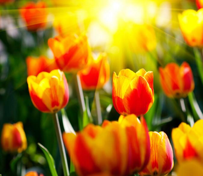 Orange Tulips Wallpaper AJ Wallpaper