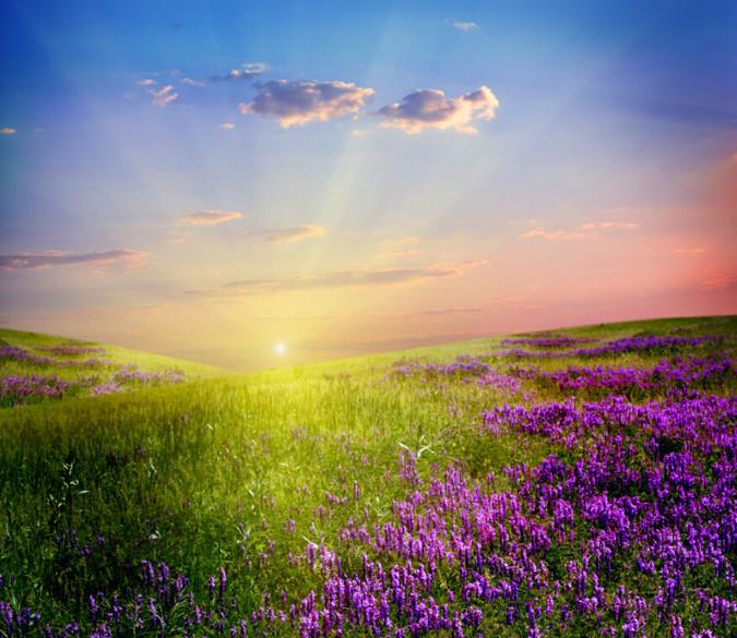 Purple Wildflowers Wallpaper AJ Wallpaper