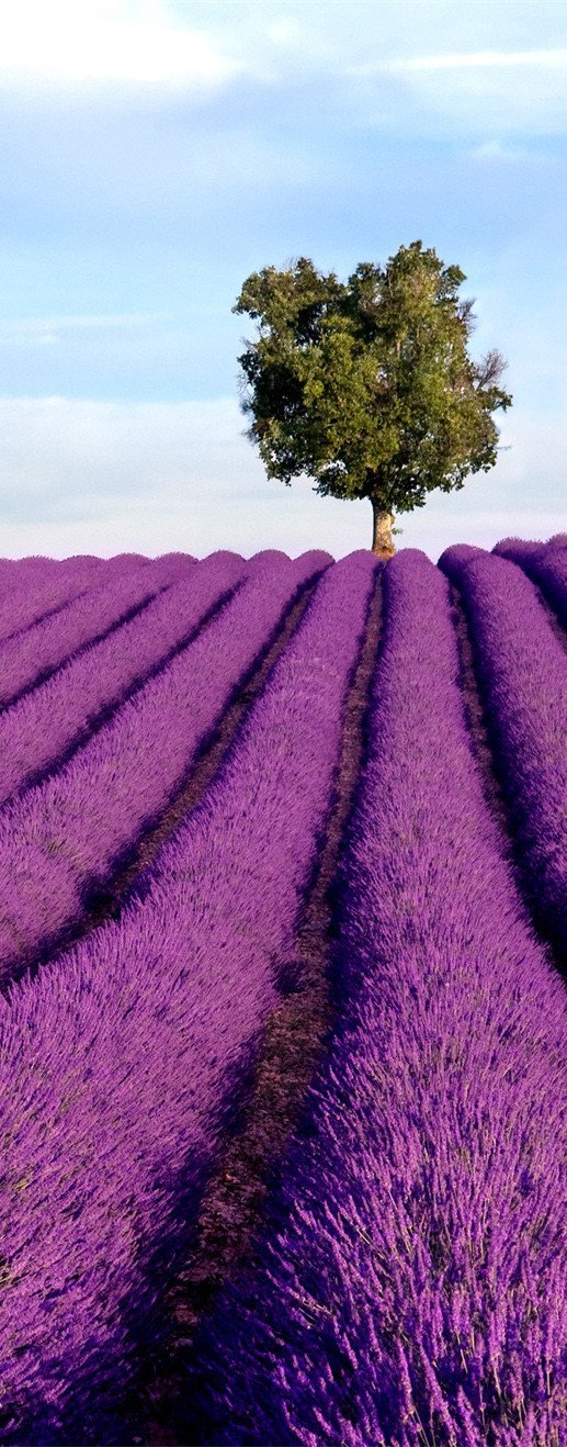 3D lavender field tree door mural Wallpaper AJ Wallpaper