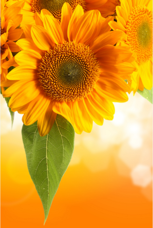 Orange Chrysanthemums 1 Wallpaper AJ Wallpaper