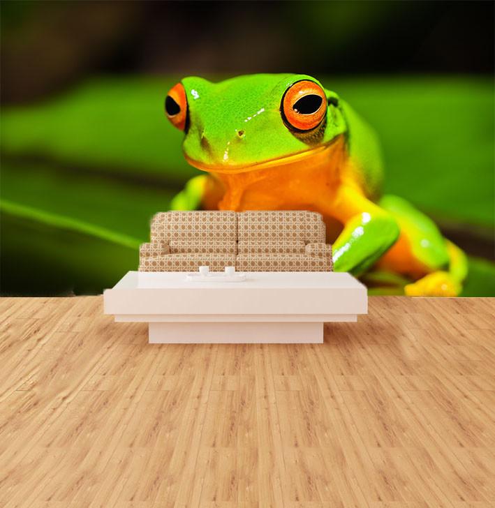 Green Frog 1 Wallpaper AJ Wallpaper
