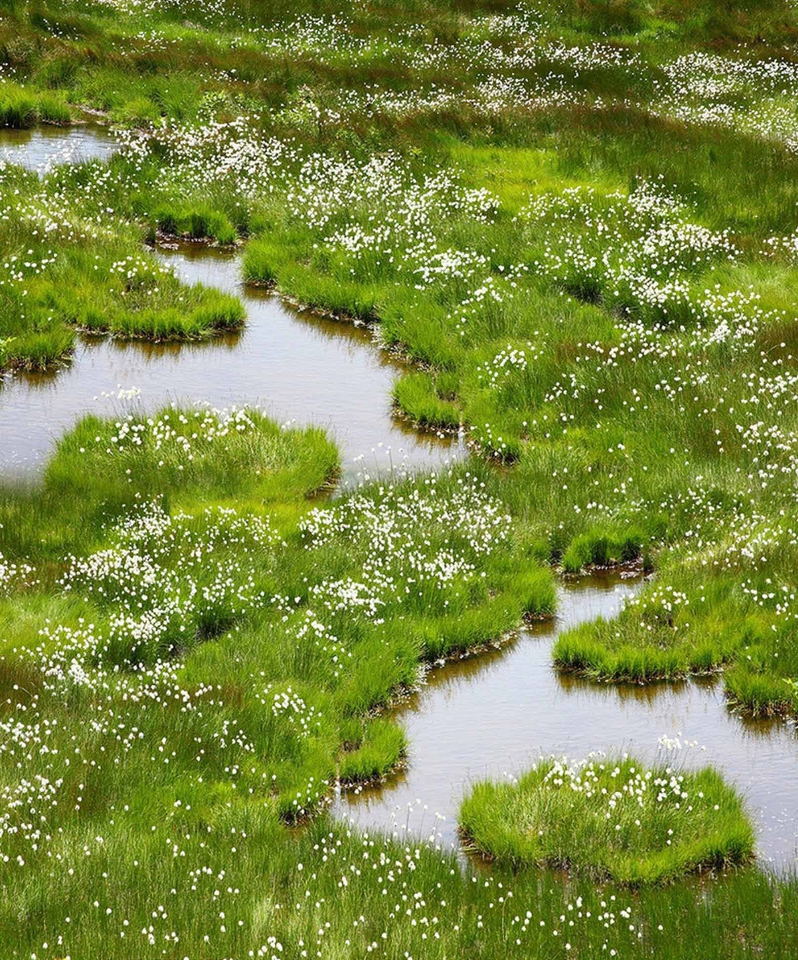 3D Wetland Scenery 1647 Stair Risers Wallpaper AJ Wallpaper