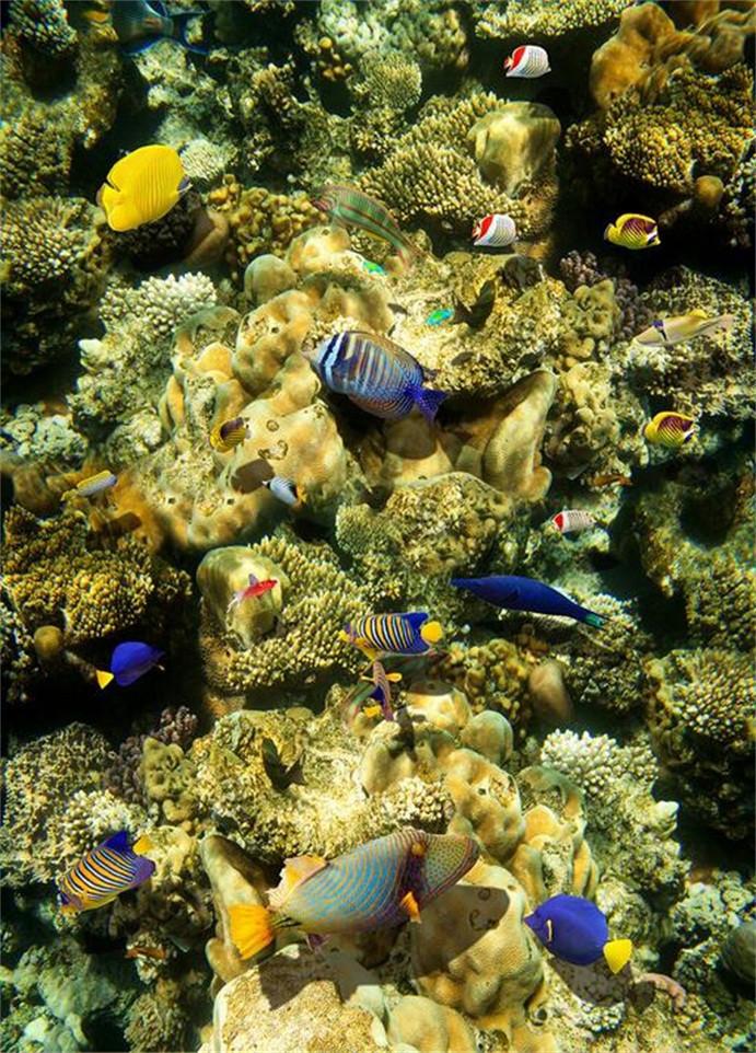 3D Seabed Scenery 65 Stair Risers Wallpaper AJ Wallpaper