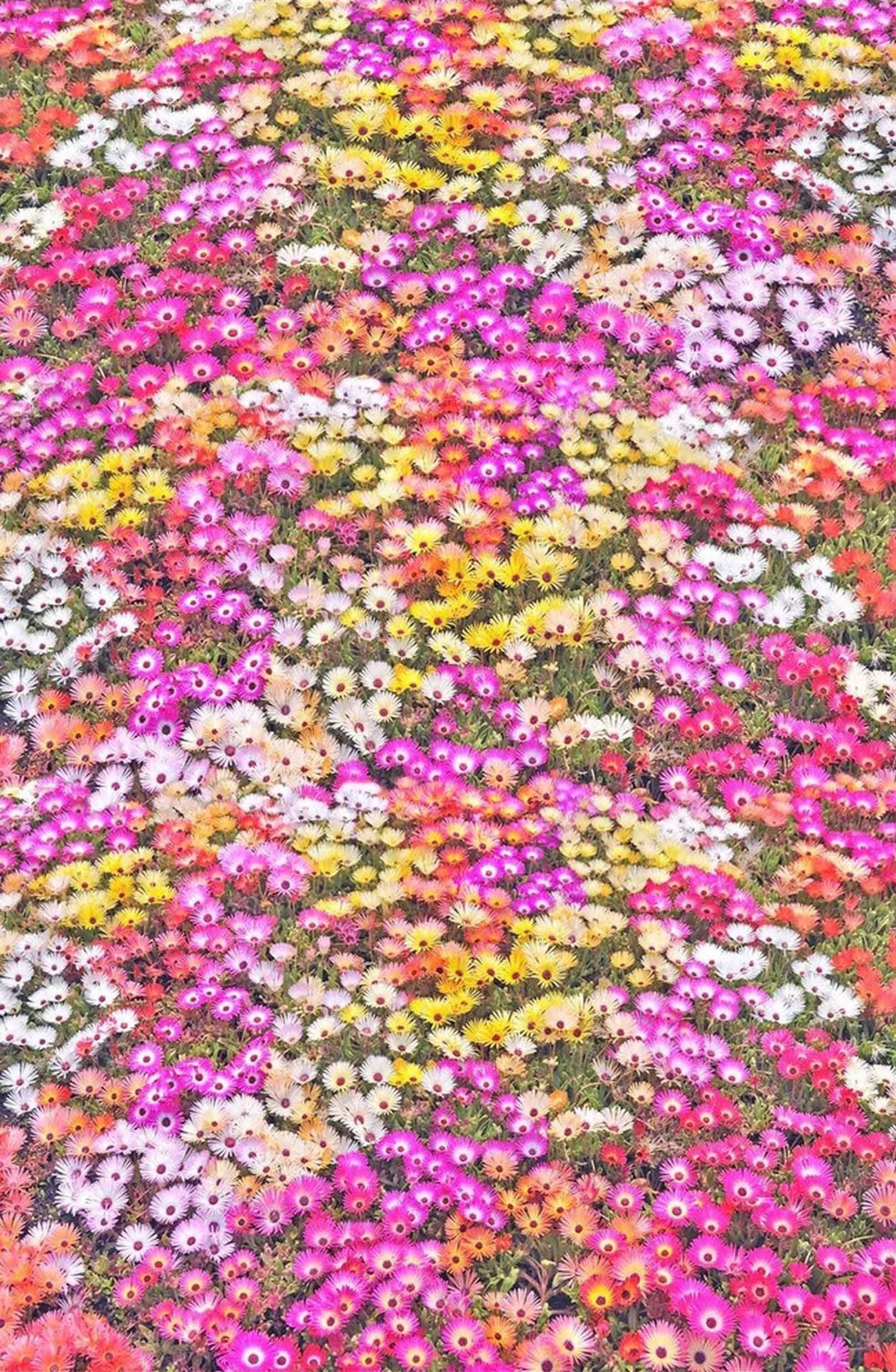 3D Colorful Flowers 1434 Stair Risers Wallpaper AJ Wallpaper