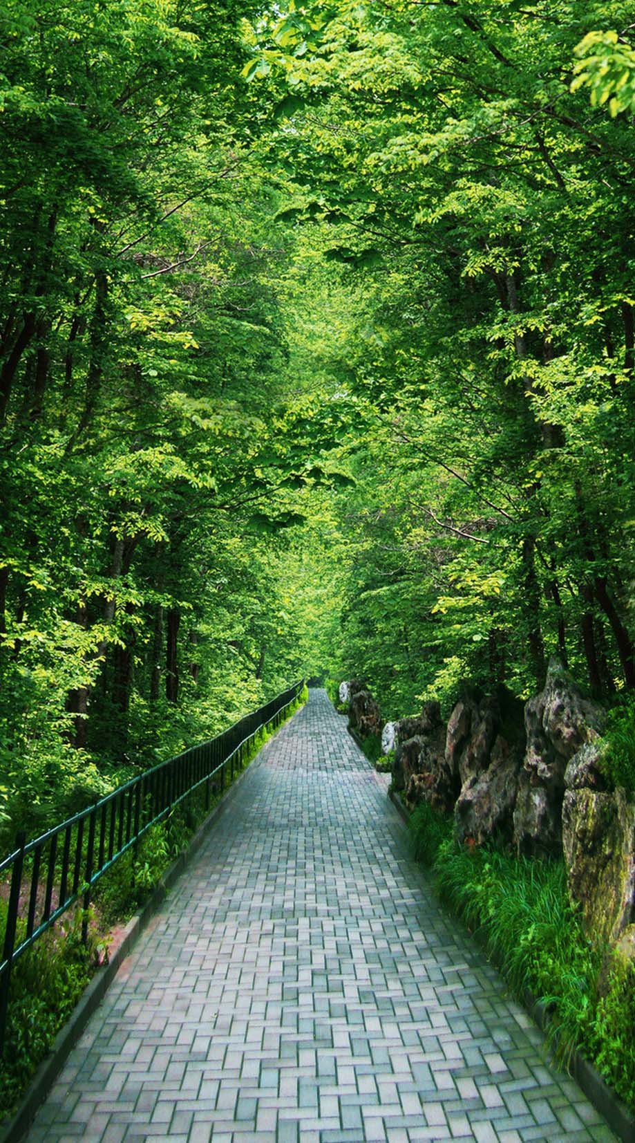 3D flat roads and green trees door mural Wallpaper AJ Wallpaper