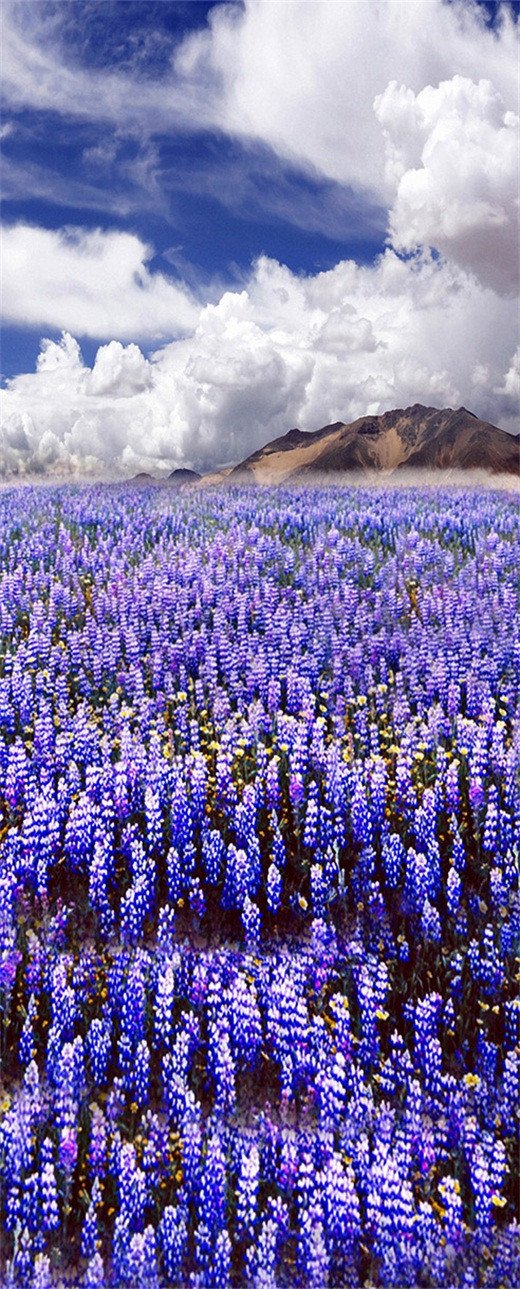 3D lavender fields under the clouds door mural Wallpaper AJ Wallpaper