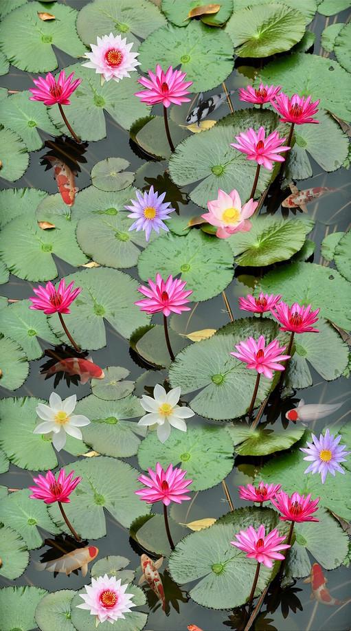 3D Lotus Flowers Pond 780 Stair Risers Wallpaper AJ Wallpaper