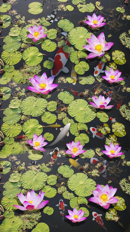 3D Fish Pond Flowers 580 Stair Risers Wallpaper AJ Wallpaper