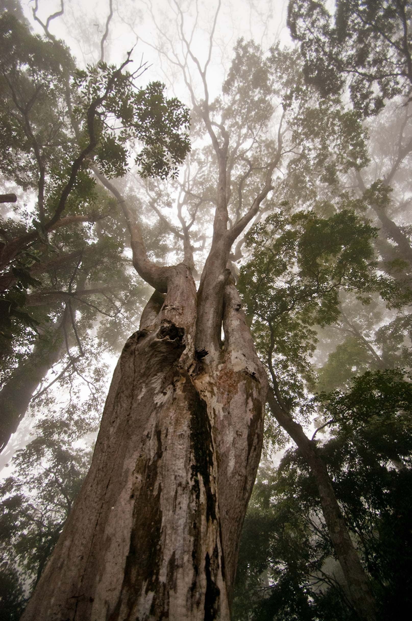 3D Misty Forest Big Trees 1607 Stair Risers Wallpaper AJ Wallpaper