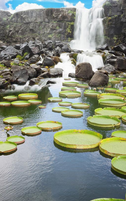 3D Waterfall Lake Plants 570 Stair Risers Wallpaper AJ Wallpaper