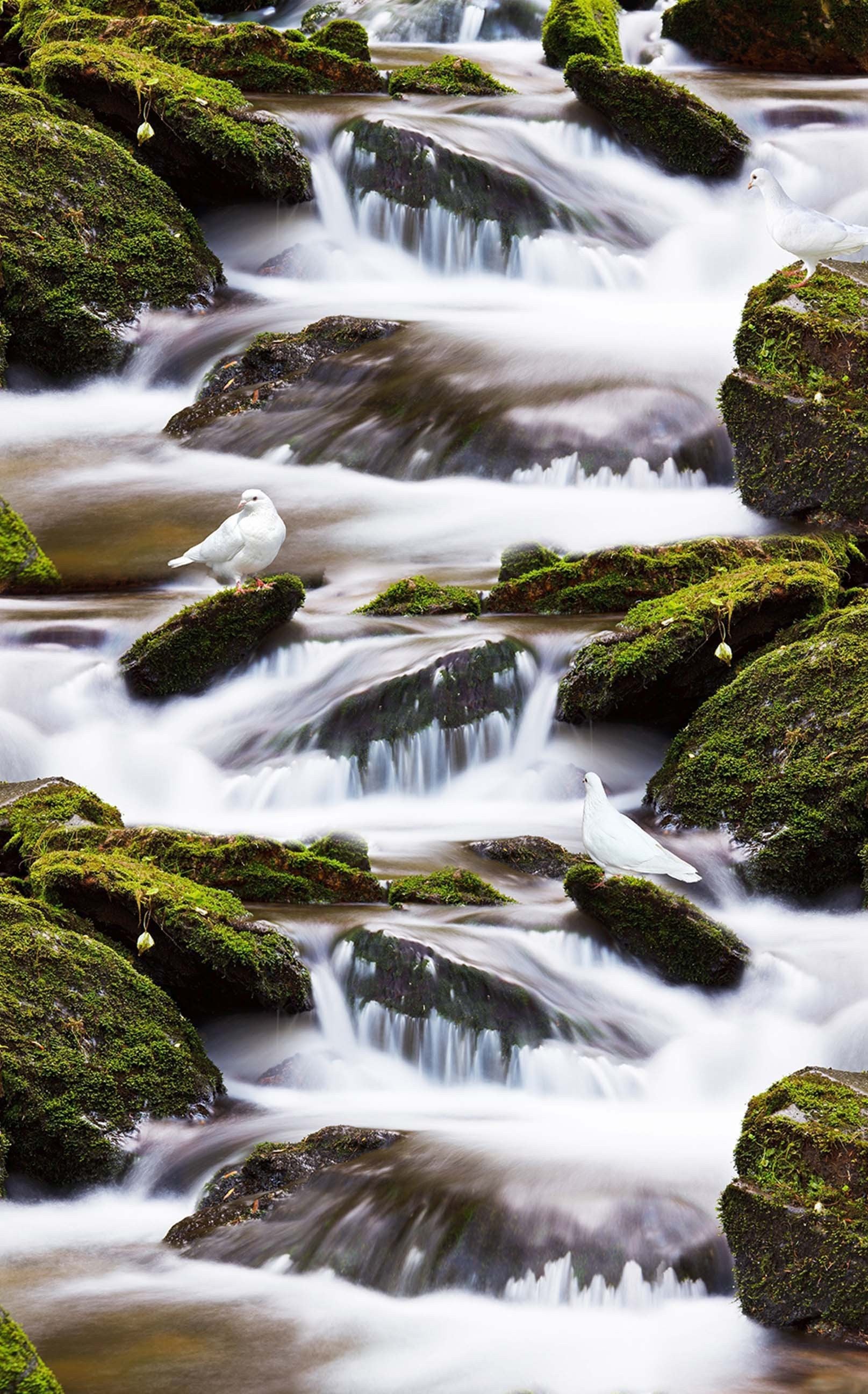 3D River Doves 1405 Stair Risers Wallpaper AJ Wallpaper