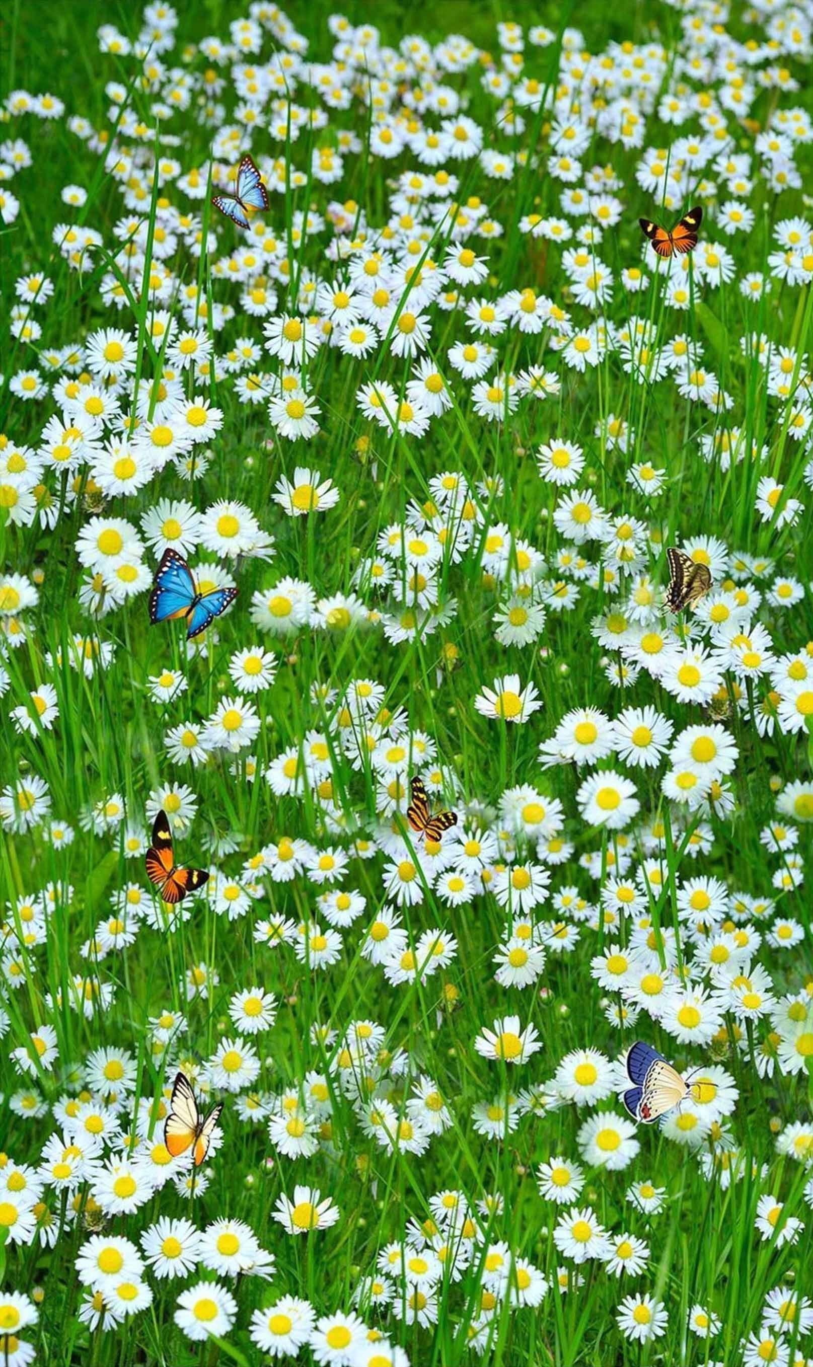 3D Flowers Field Butterflies 1612 Stair Risers Wallpaper AJ Wallpaper