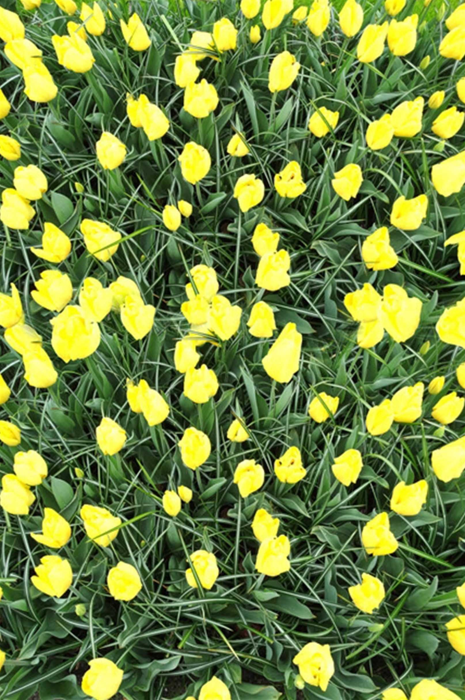 3D Grass Yellow Flowers 1475 Stair Risers Wallpaper AJ Wallpaper