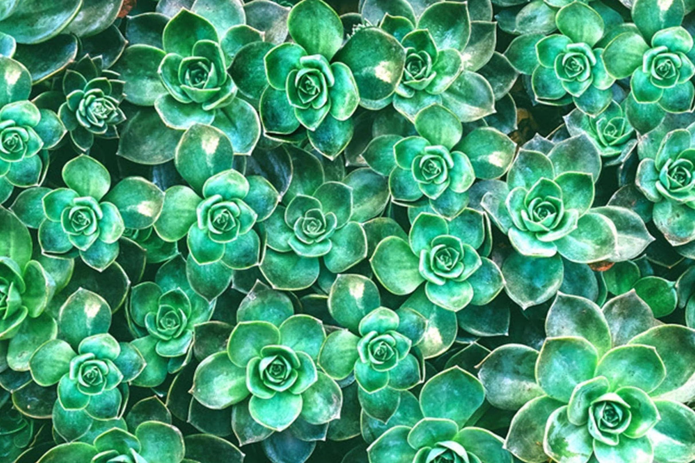 3D Pretty Plants 150 Kitchen Mat Floor Mural Wallpaper AJ Wallpaper