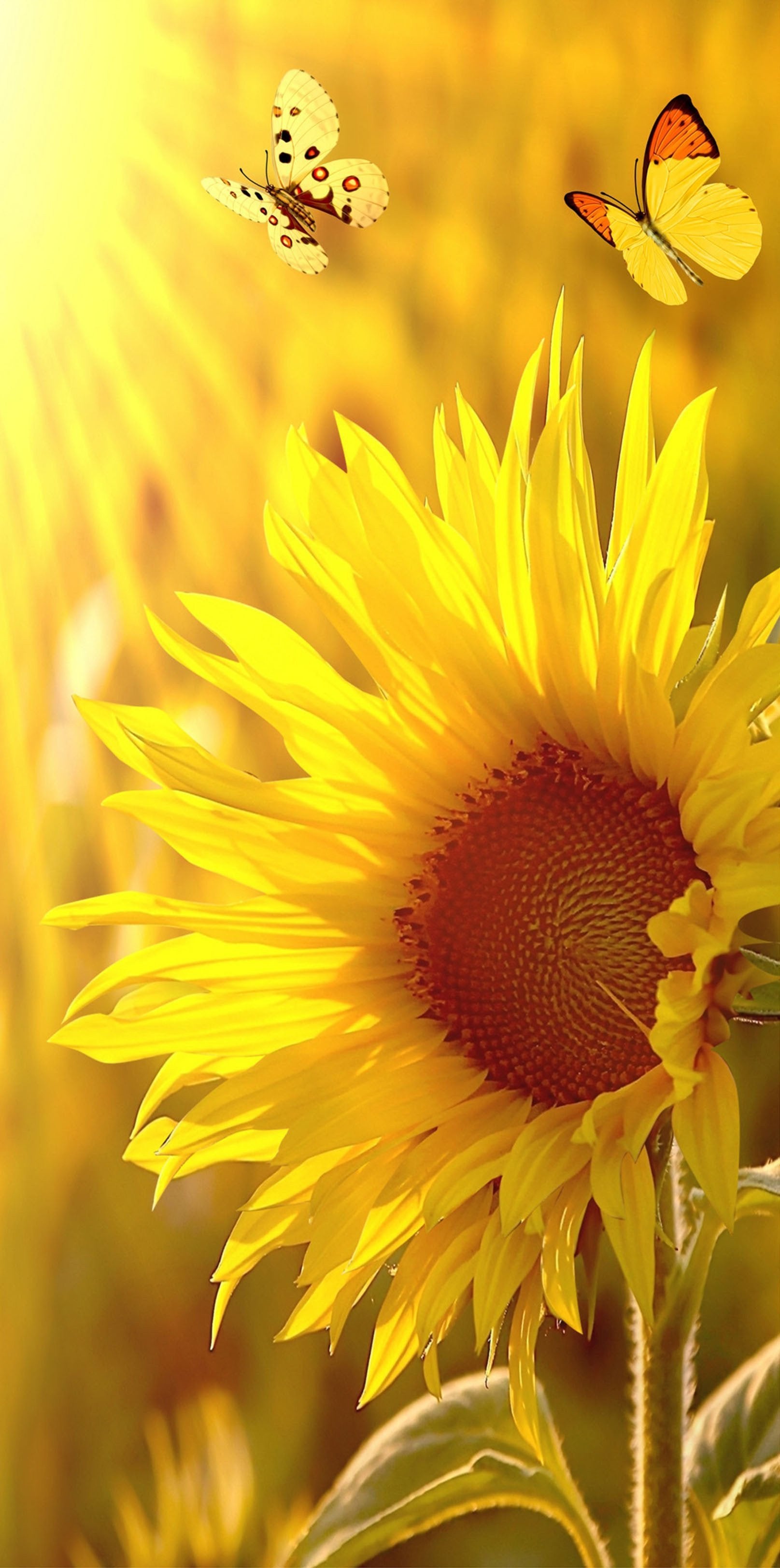 3D Sunflower Butterflies 1474 Stair Risers Wallpaper AJ Wallpaper