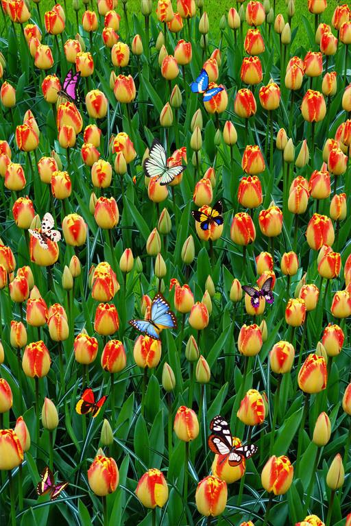 3D Flowers Field Butterflies 564 Stair Risers Wallpaper AJ Wallpaper