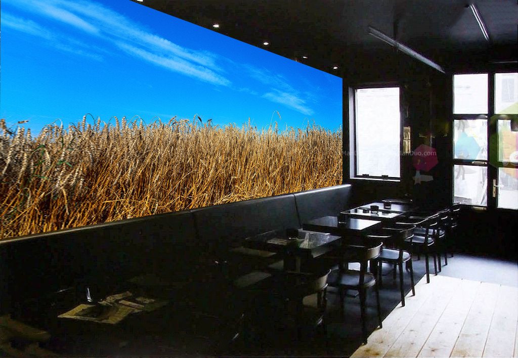 Mature Wheat Wallpaper AJ Wallpaper