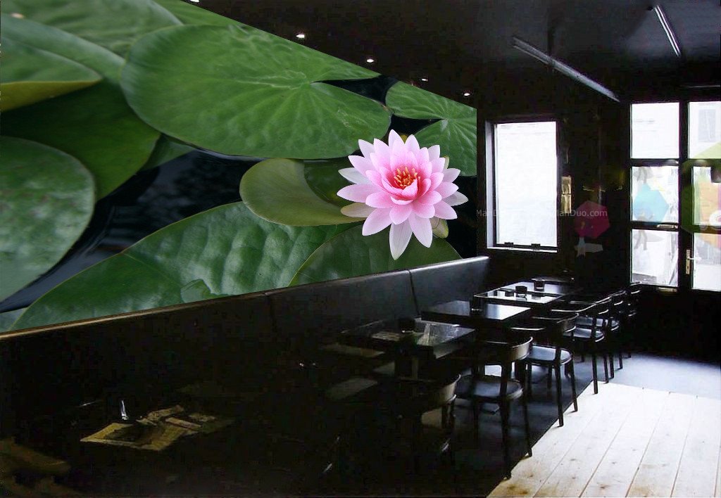 Beautiful Water Lily Wallpaper AJ Wallpaper