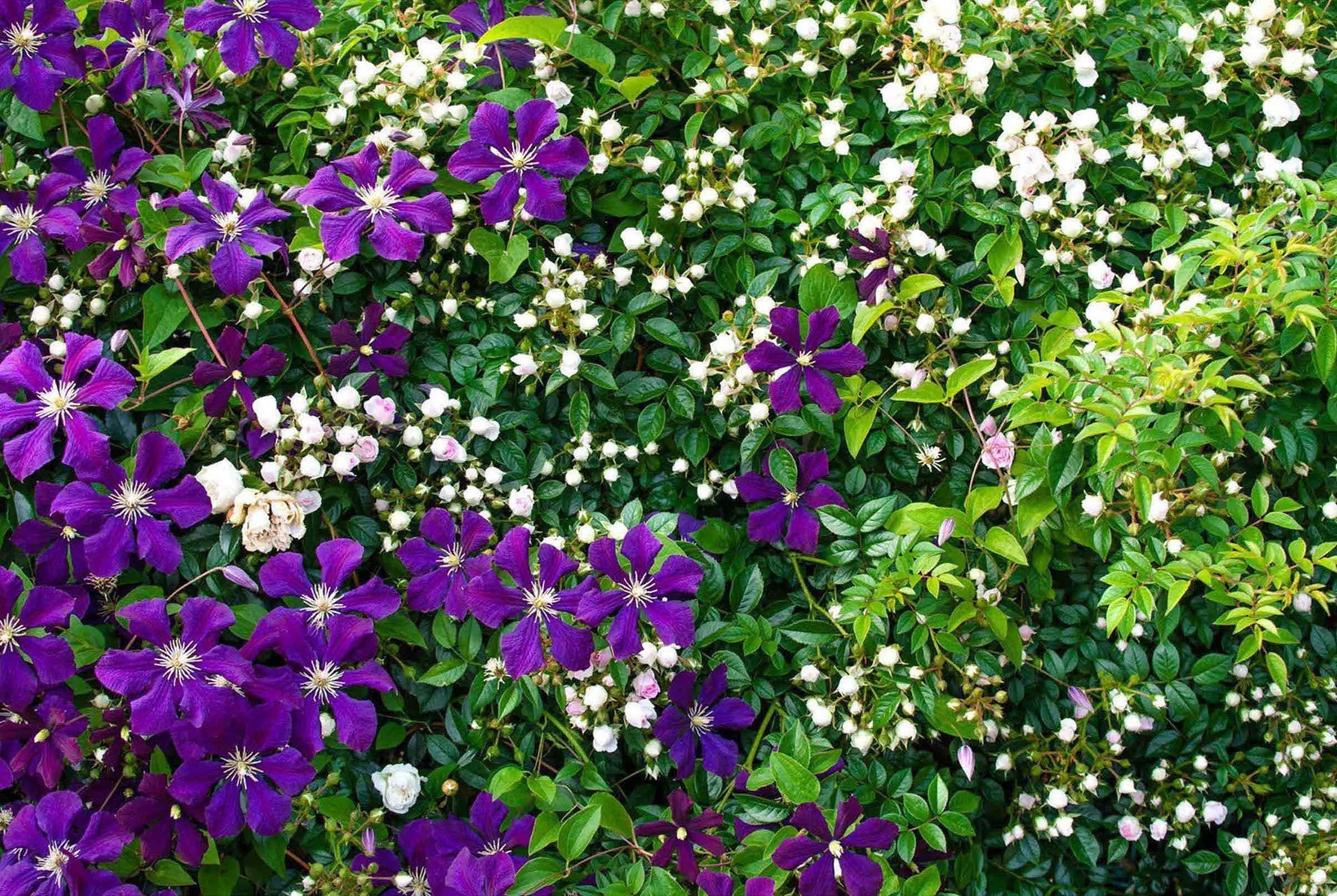 3D Plants Flowers 127 Kitchen Mat Floor Mural Wallpaper AJ Wallpaper