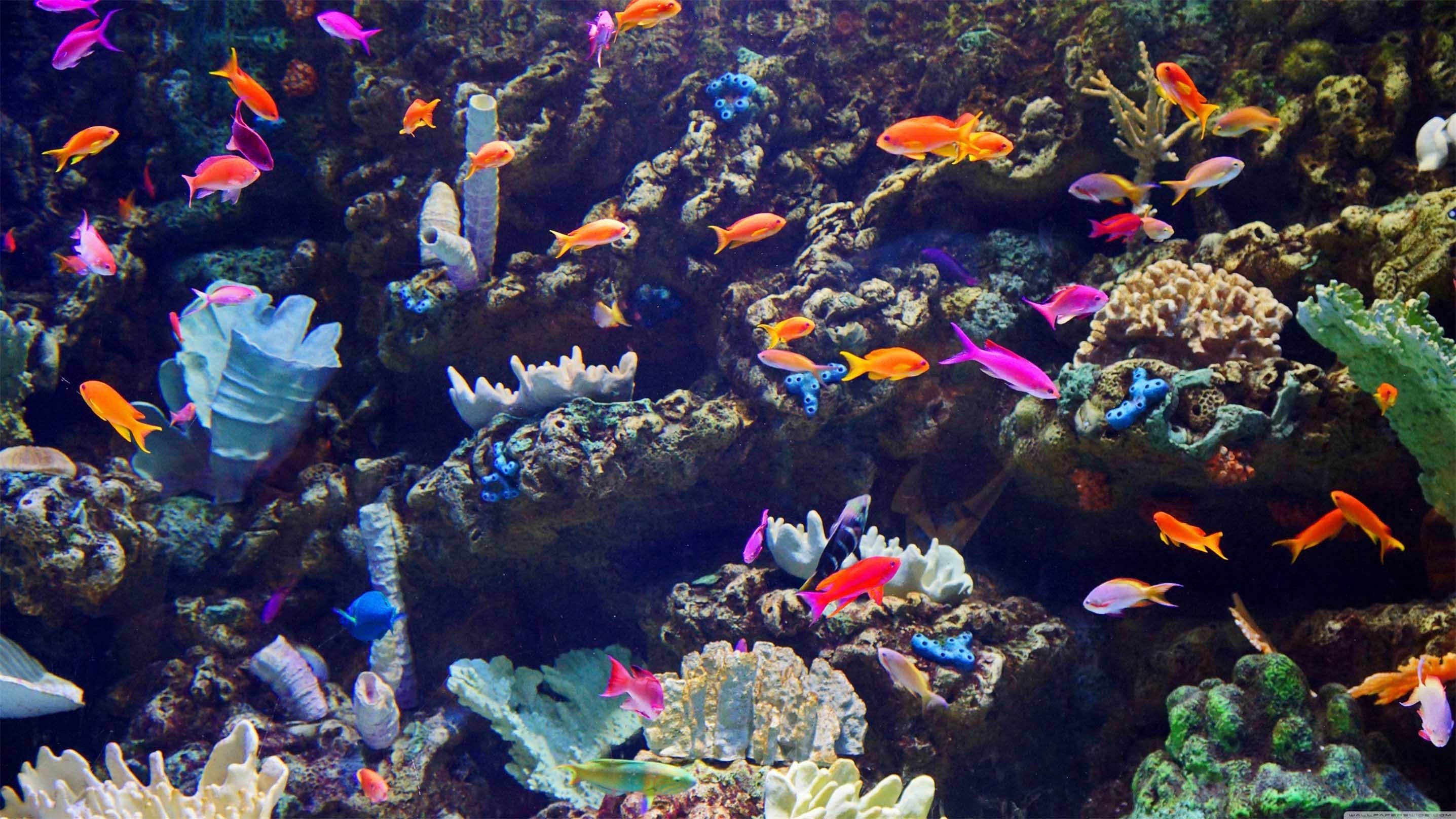 3D Sea Color Fishes 509 Kitchen Mat Floor Mural Wallpaper AJ Wallpaper