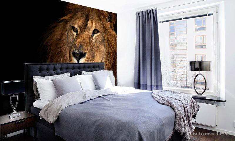 Staring Lion Wallpaper AJ Wallpaper