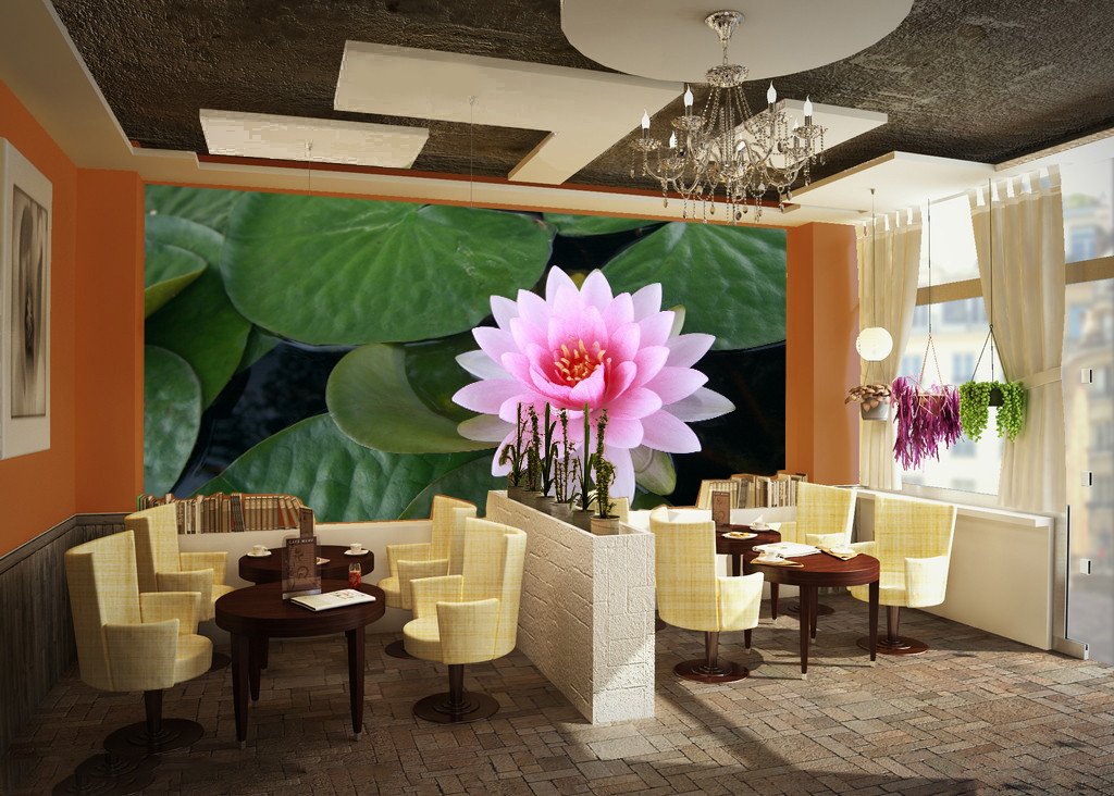 Beautiful Water Lily Wallpaper AJ Wallpaper