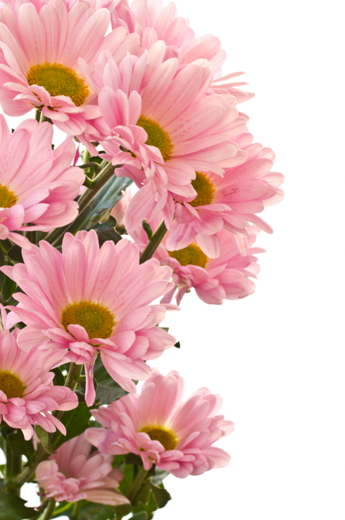 Pink Chrysanthemums 1 Wallpaper AJ Wallpaper