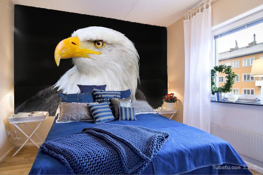 Beautiful Eagle Wallpaper AJ Wallpaper