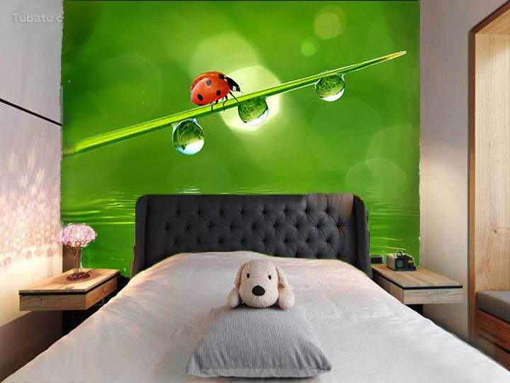 Coccinella Septempunctat 1 Wallpaper AJ Wallpaper