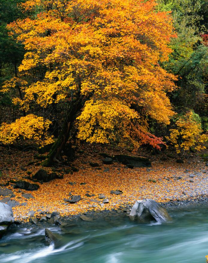 Riverside Tree Wallpaper AJ Wallpaper