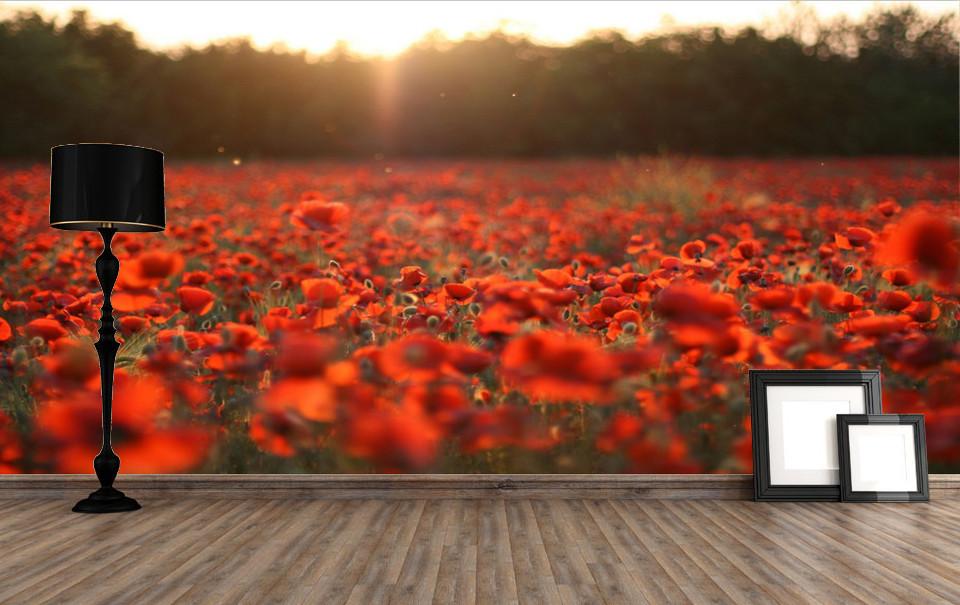 Red Flowers Fields Wallpaper AJ Wallpaper