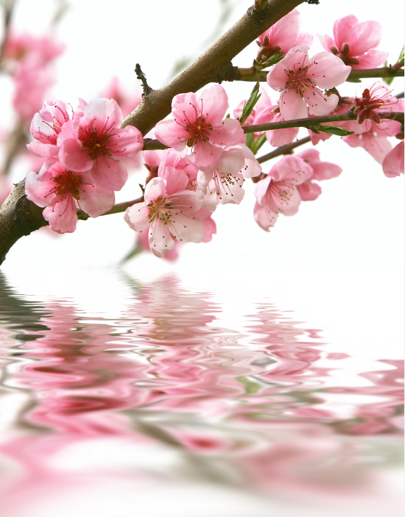 Peach Blossoms 1 Wallpaper AJ Wallpaper