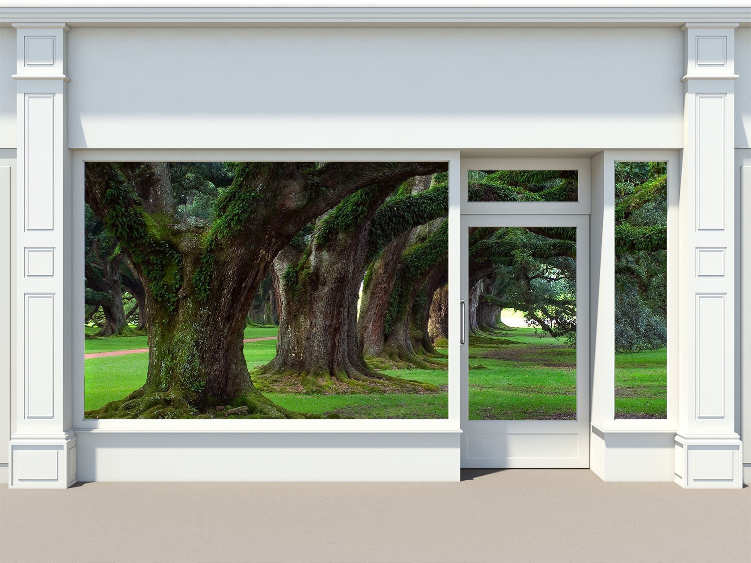 Old Mossy Trees Wallpaper AJ Wallpaper