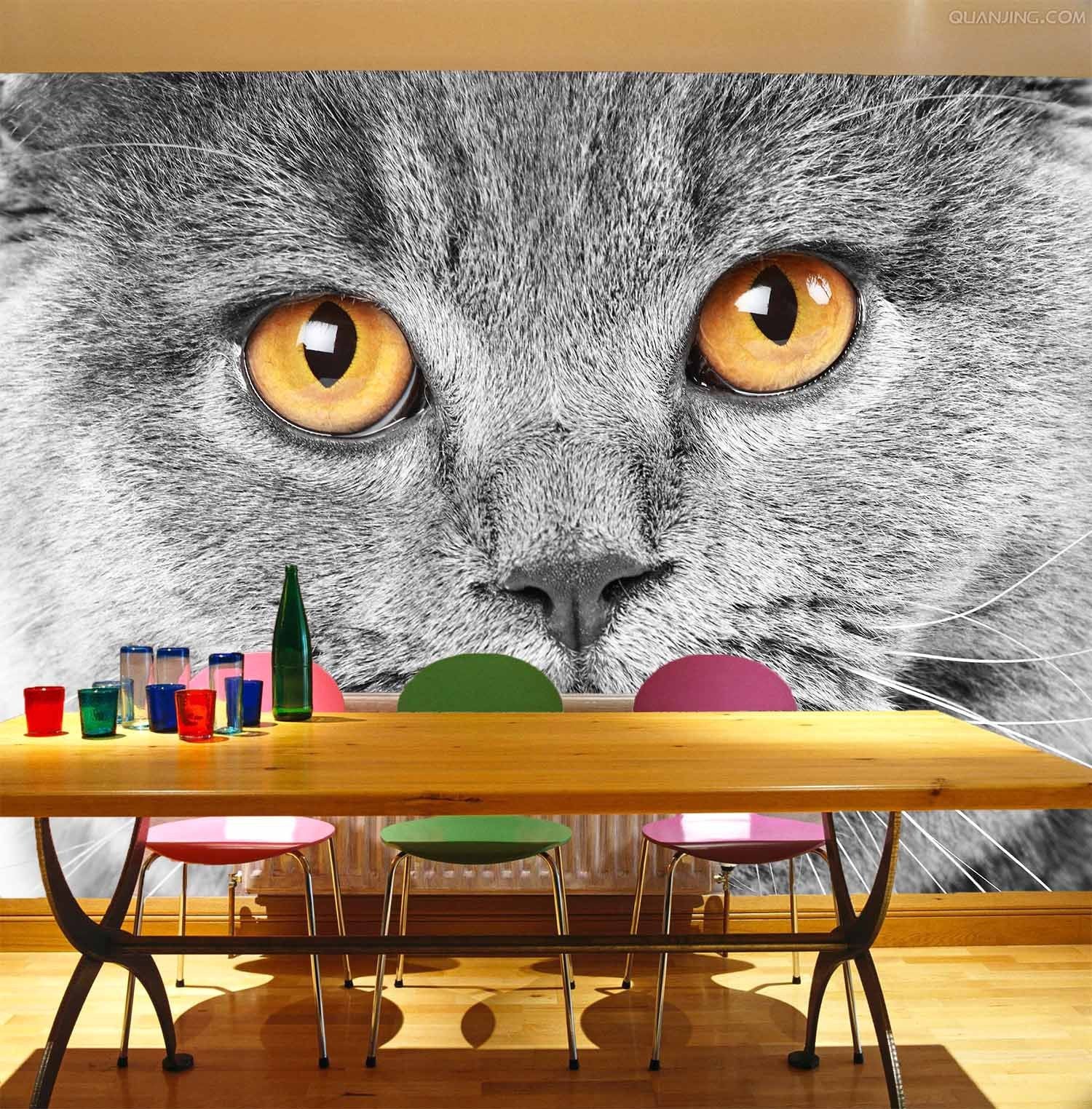 Staring Cat Wallpaper AJ Wallpaper