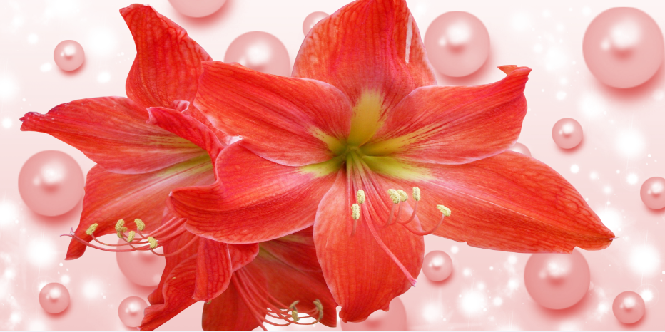 Pearls And Lilies Wallpaper AJ Wallpaper