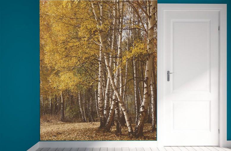 White Birch Forest Wallpaper AJ Wallpaper