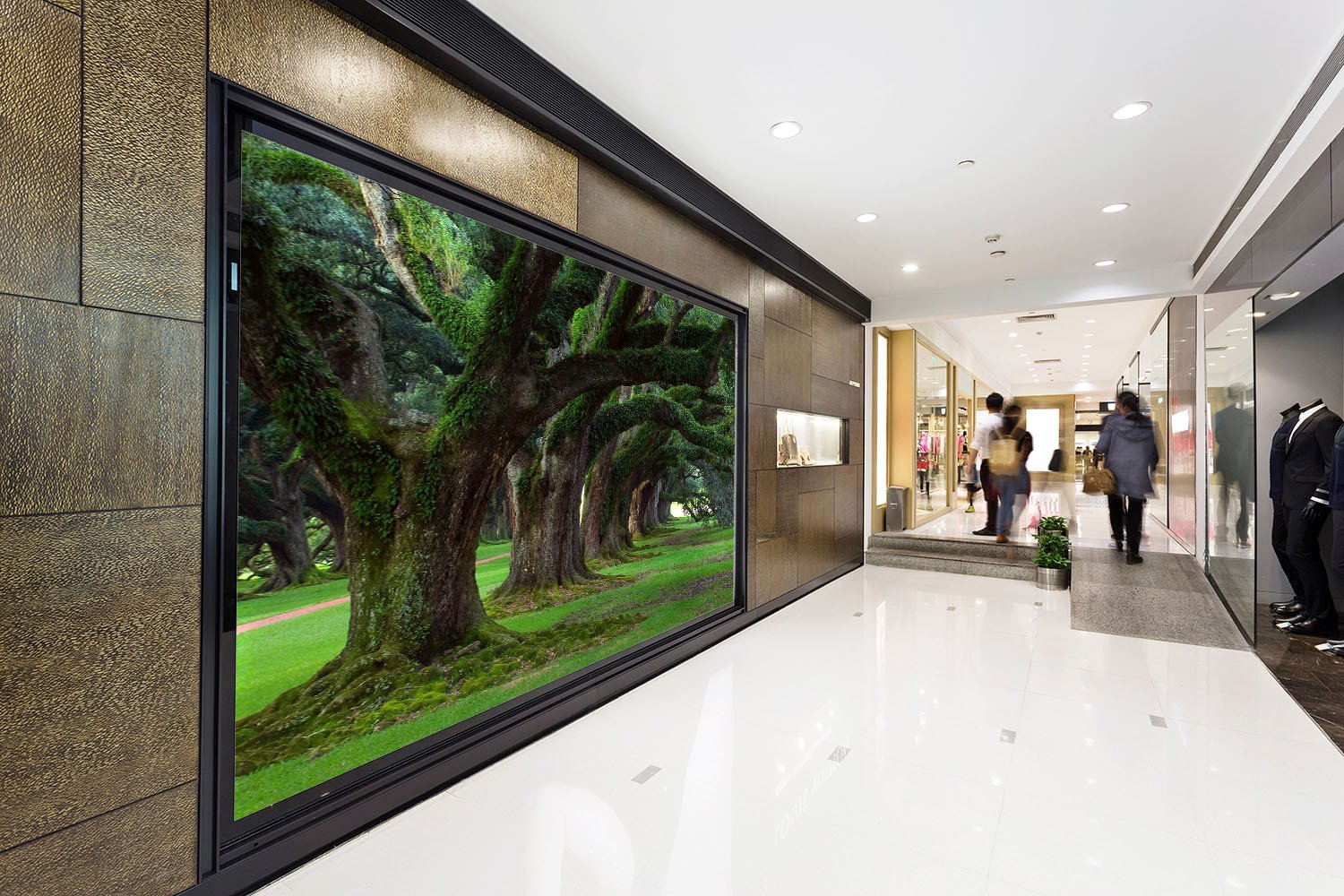 Old Mossy Trees Wallpaper AJ Wallpaper