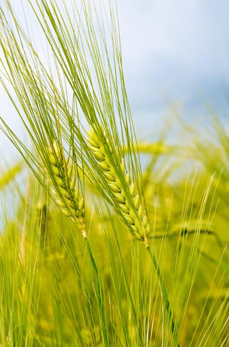 Green Wheat 1 Wallpaper AJ Wallpaper