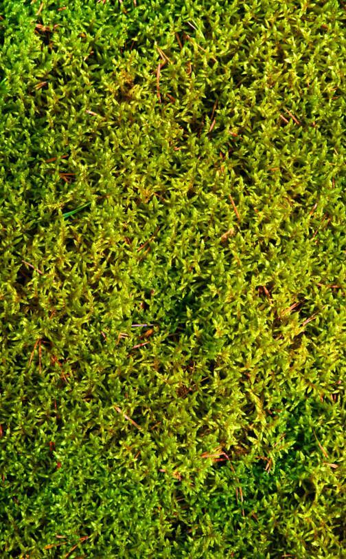 3D Green Plants Floor Mural Wallpaper AJ Wallpaper 2