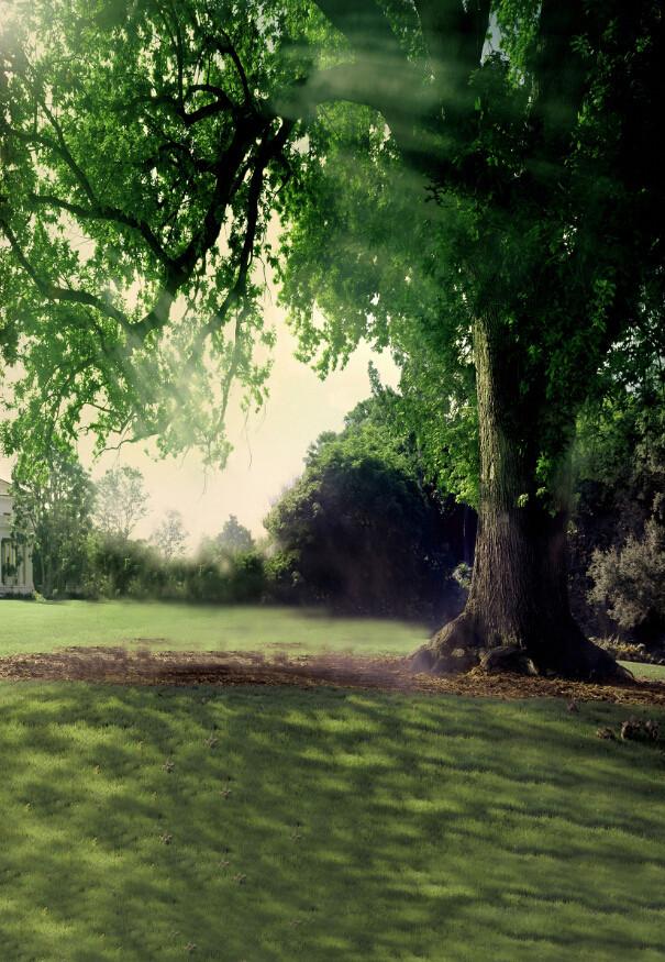 Big Green Trees 6 Wallpaper AJ Wallpaper