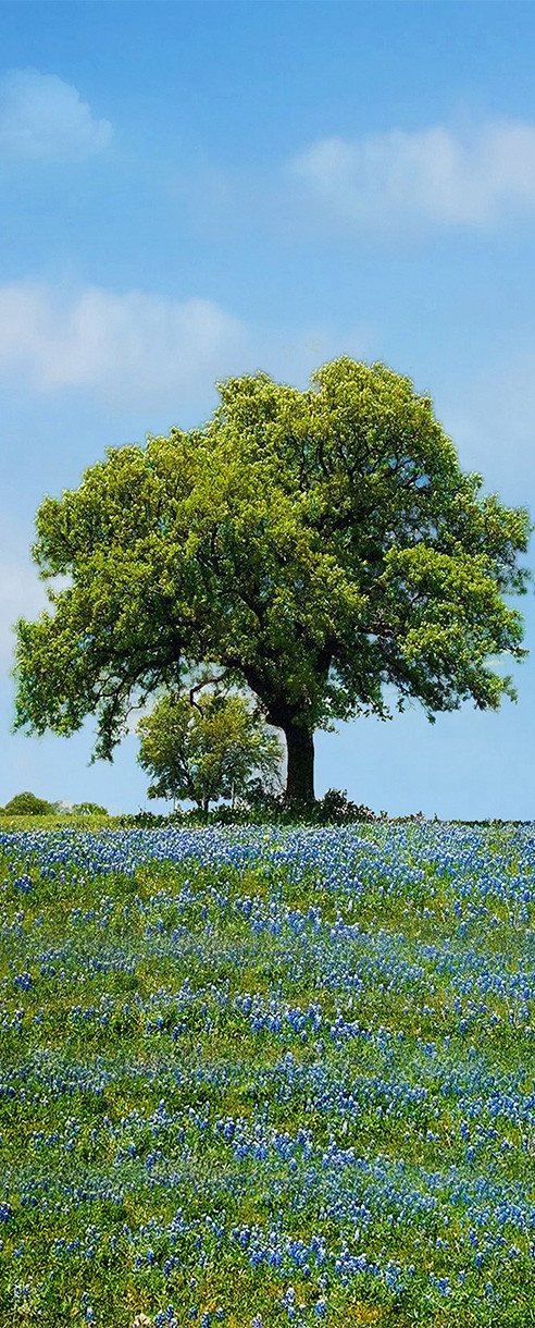 3D tree floret green door mural Wallpaper AJ Wallpaper