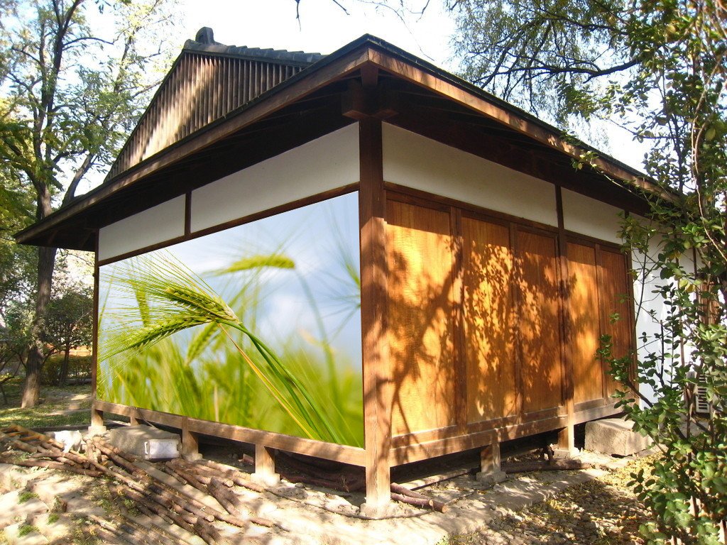 Green Wheat Wallpaper AJ Wallpaper