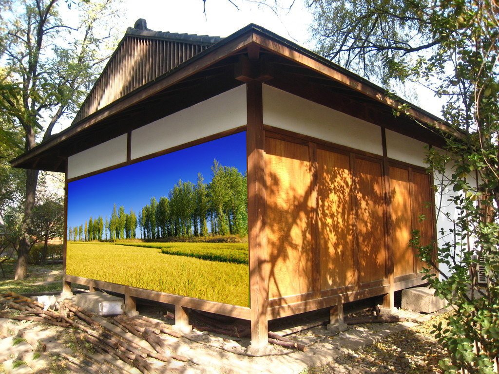 Rice Field Wallpaper AJ Wallpaper