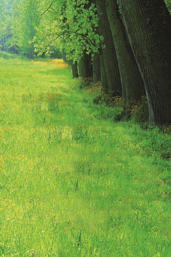 Green Scenery Wallpaper AJ Wallpaper