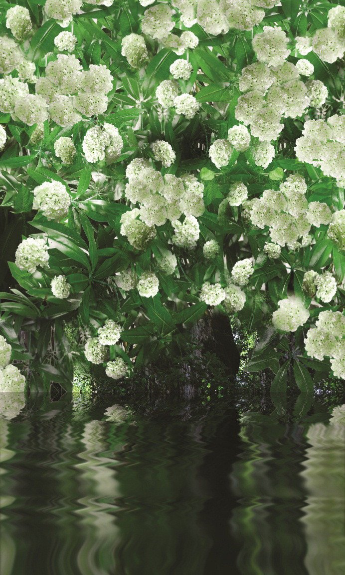 3D Fresh And Pure Flowers 56 Stair Risers Wallpaper AJ Wallpaper