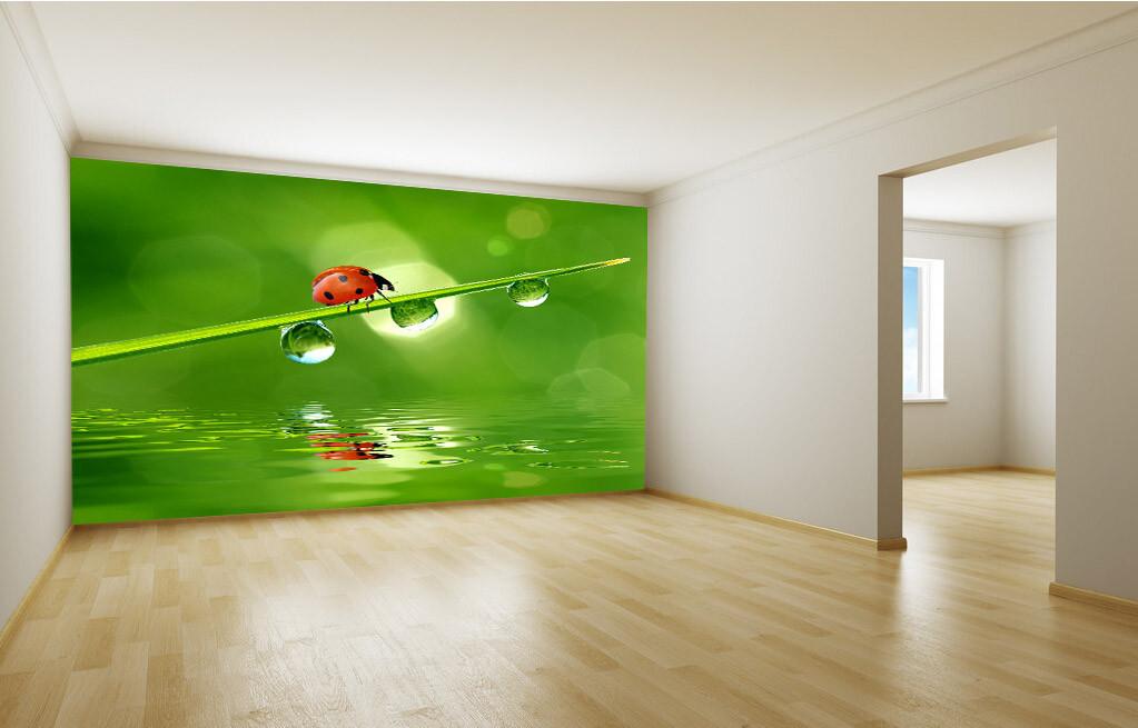 Coccinella Septempunctat 1 Wallpaper AJ Wallpaper